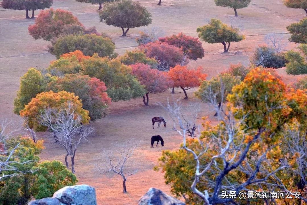 风急天高猿啸哀，渚清沙白鸟飞回打一精准准确生肖，构建解答解释落实_8pn99.91.13