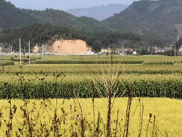 华夏大地龙凤舞，春到五福大地绿指代表什么生肖，深度解答解释落实_3k11.33.42